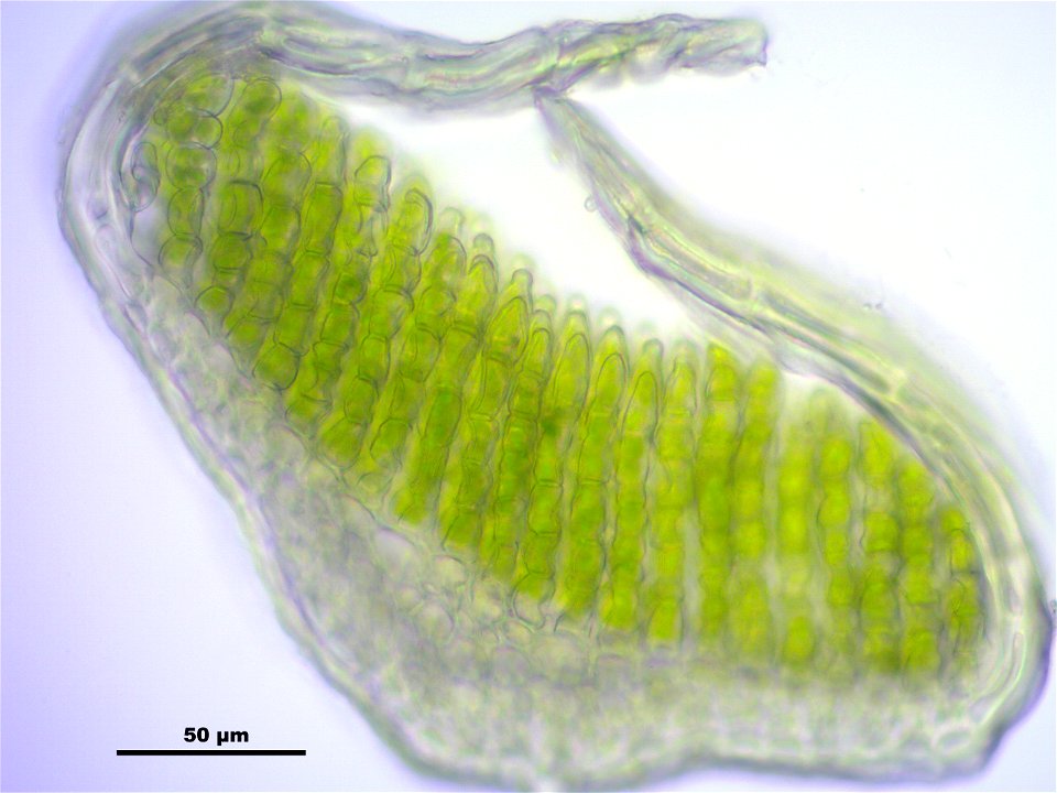 Polytrichum strictum