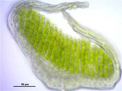 Polytrichum strictum