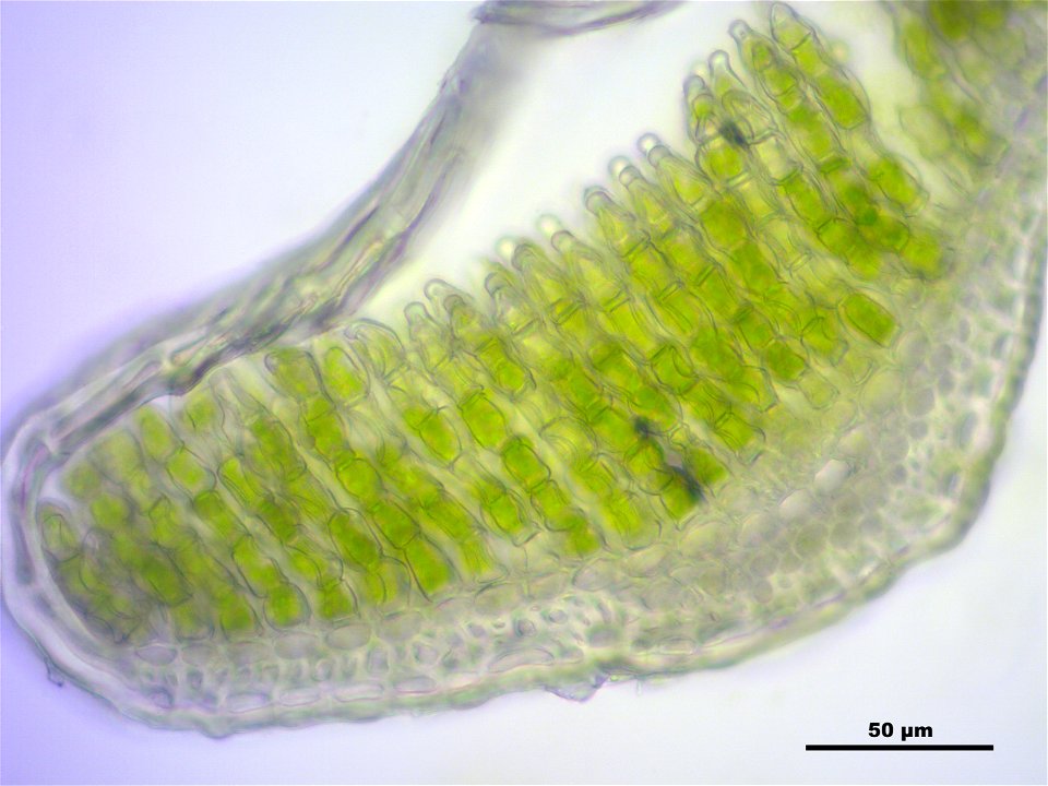 Polytrichum strictum