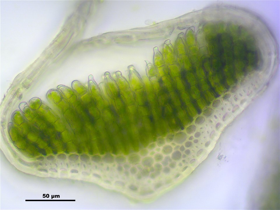 Polytrichum strictum
