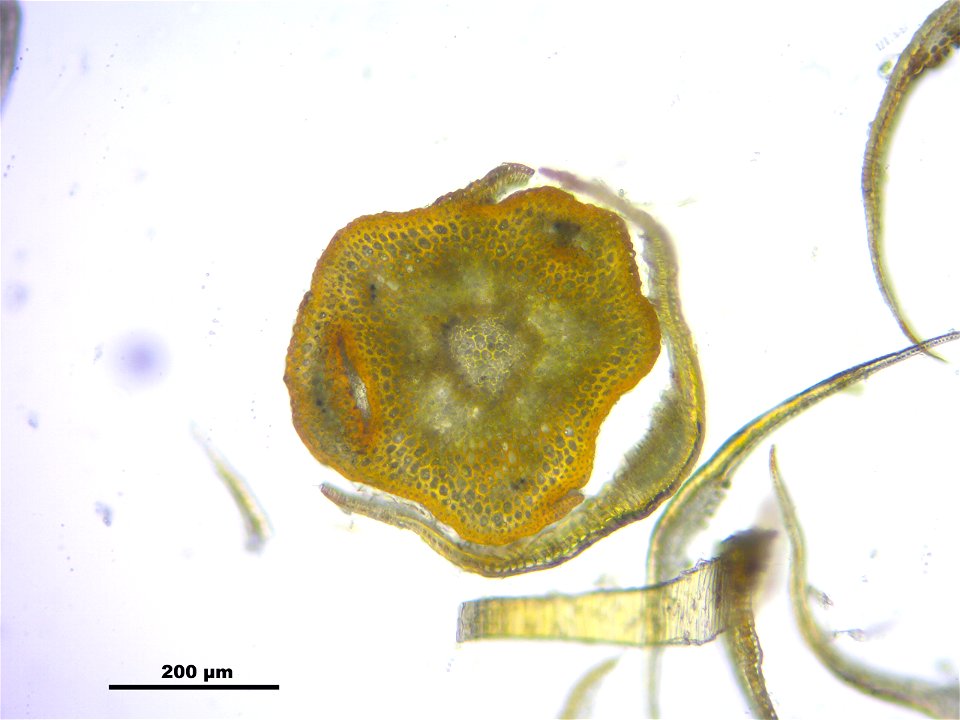 Polytrichum strictum