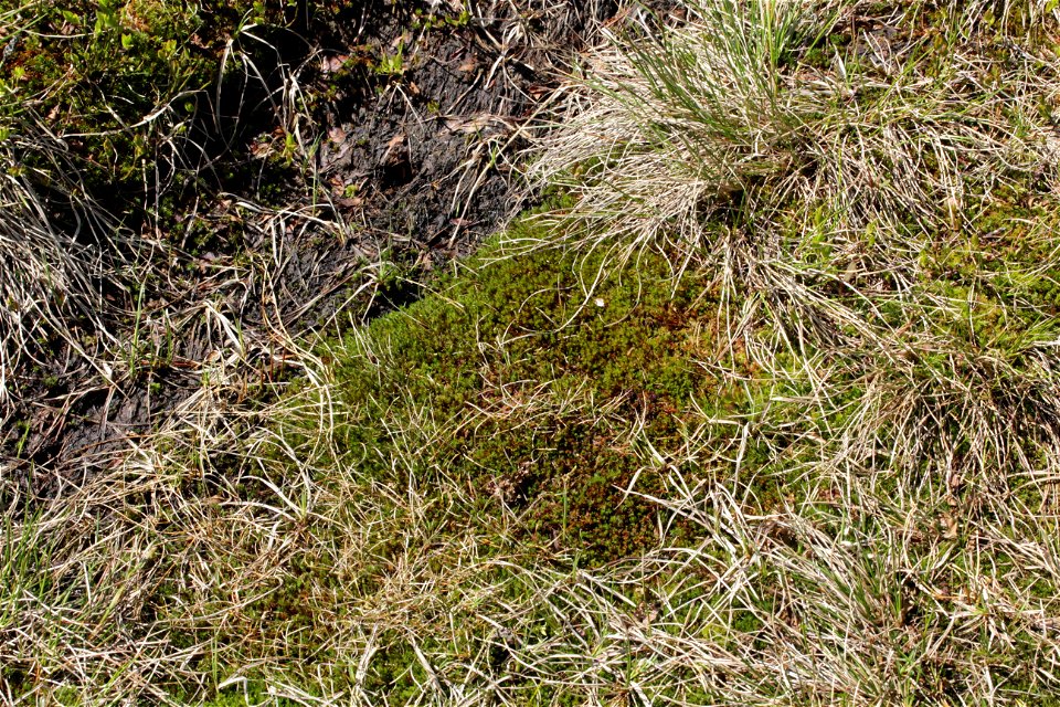Polytrichum strictum