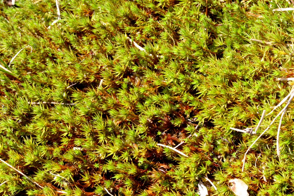 Polytrichum strictum