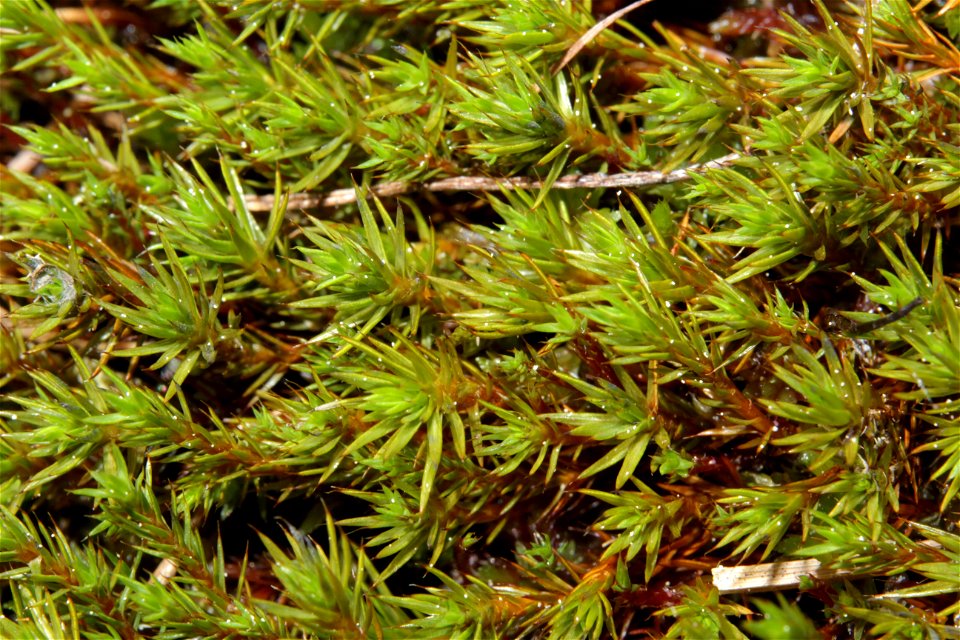 Polytrichum strictum