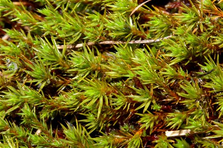 Polytrichum strictum