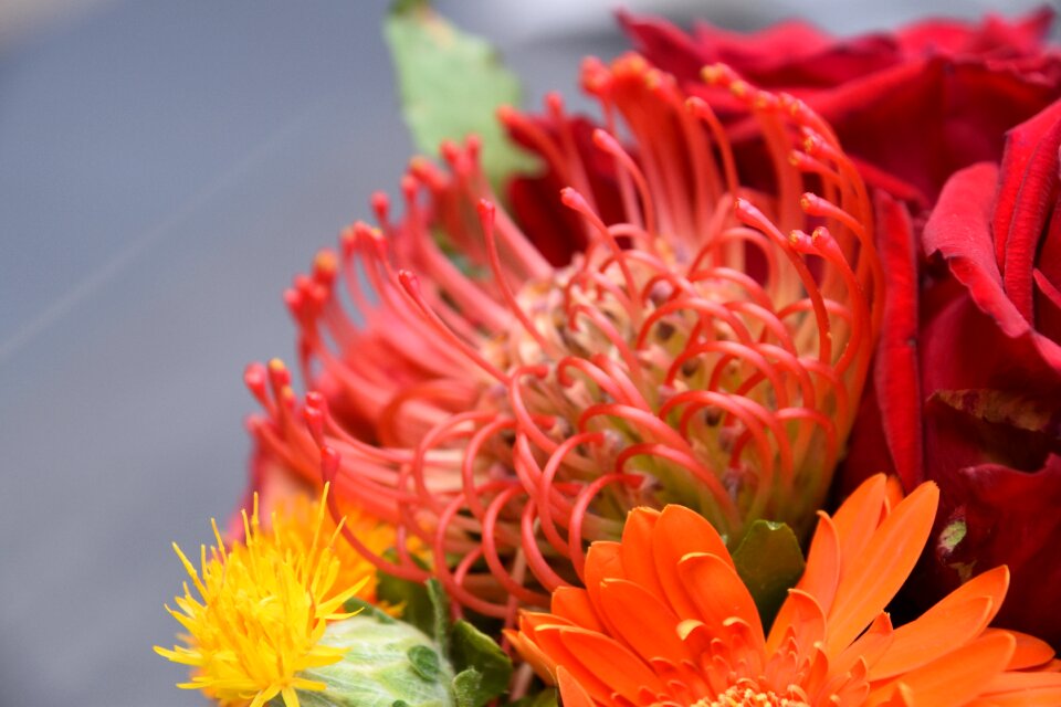 Orange nature plants