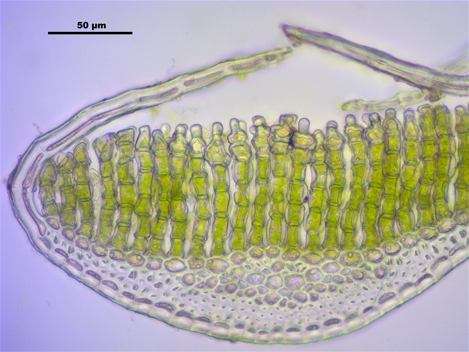 Polytrichum strictum