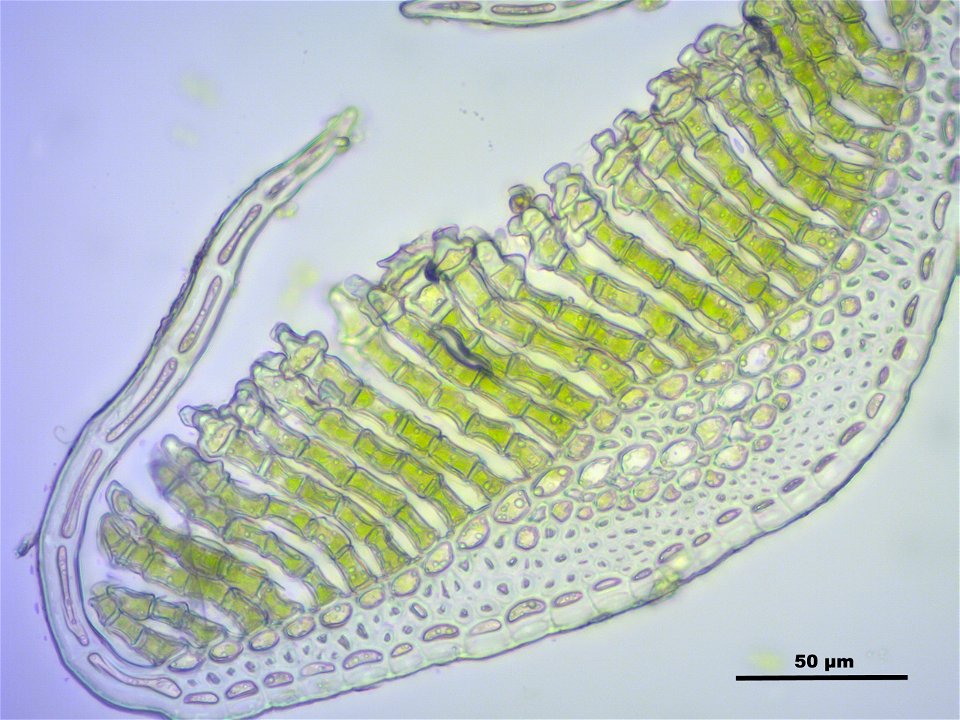 Polytrichum strictum