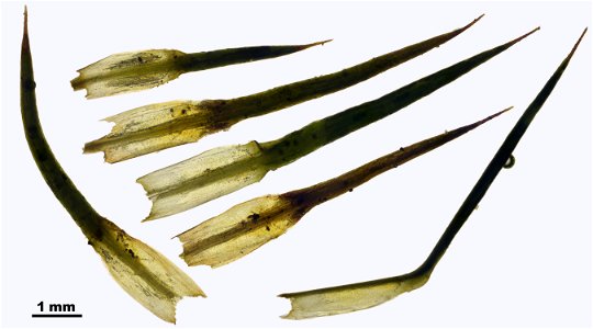 Polytrichum strictum