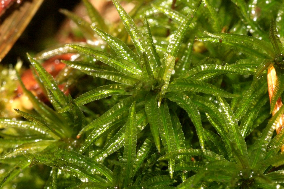 Atrichum undulatum