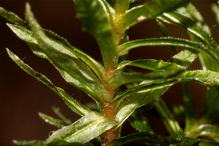 Atrichum undulatum