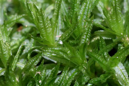 Atrichum undulatum