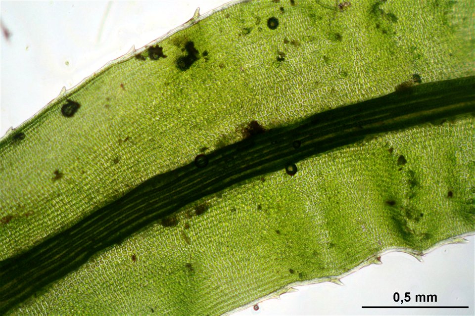 Atrichum undulatum