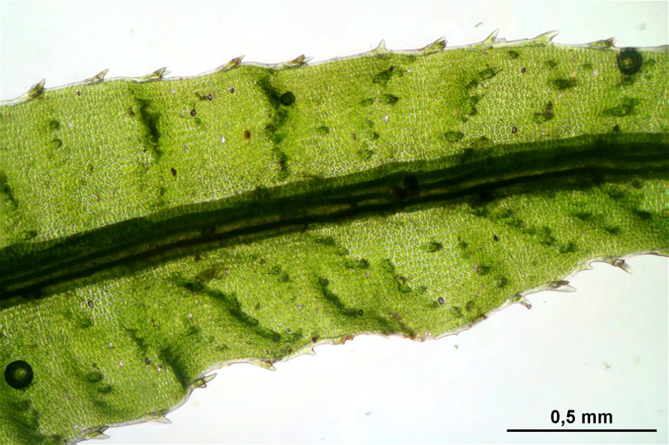 Atrichum undulatum