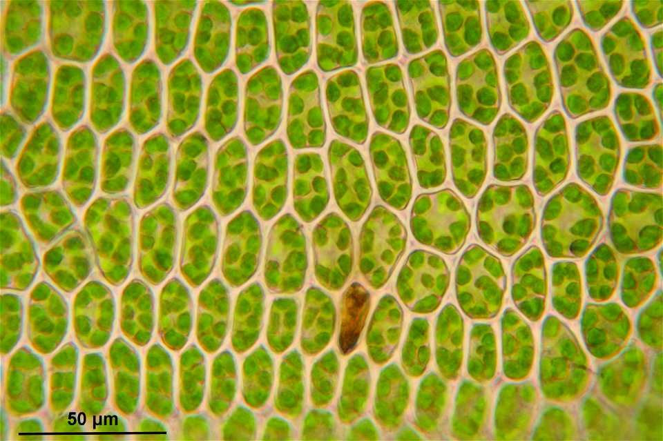 Atrichum undulatum
