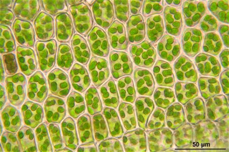 Atrichum undulatum