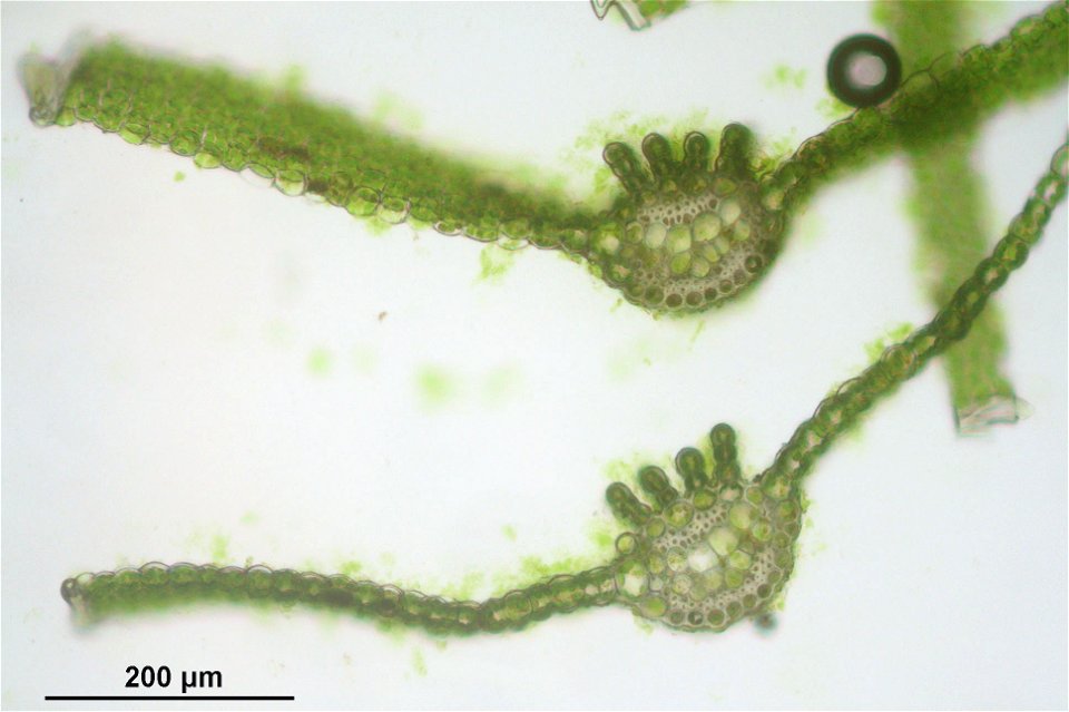 Atrichum undulatum