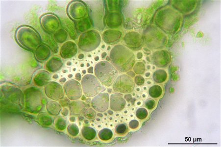 Atrichum undulatum