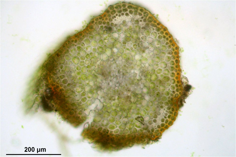 Atrichum undulatum
