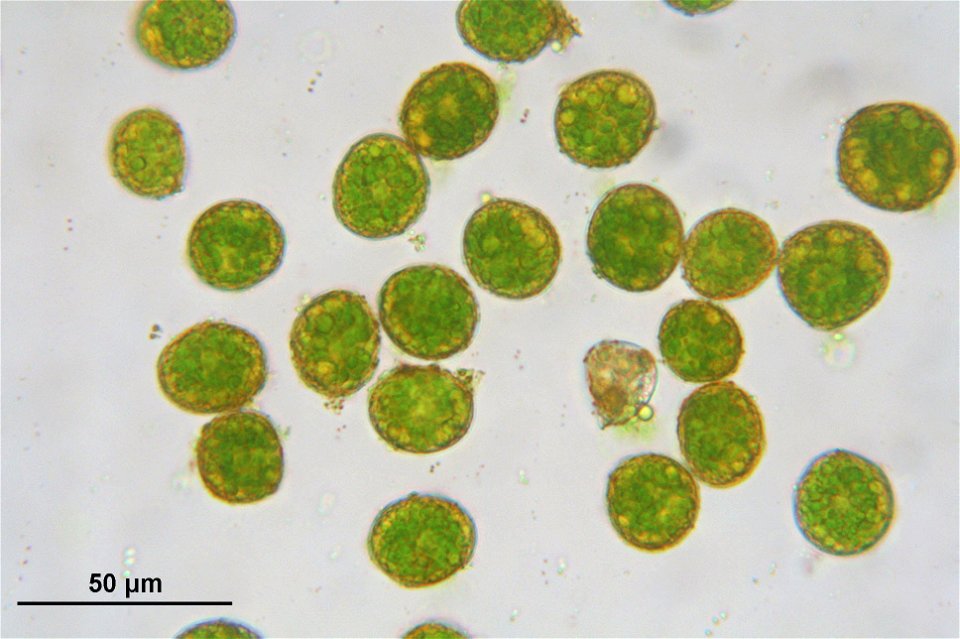 Atrichum undulatum