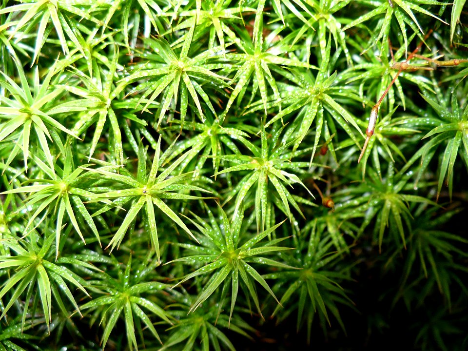 Polytrichum formosum