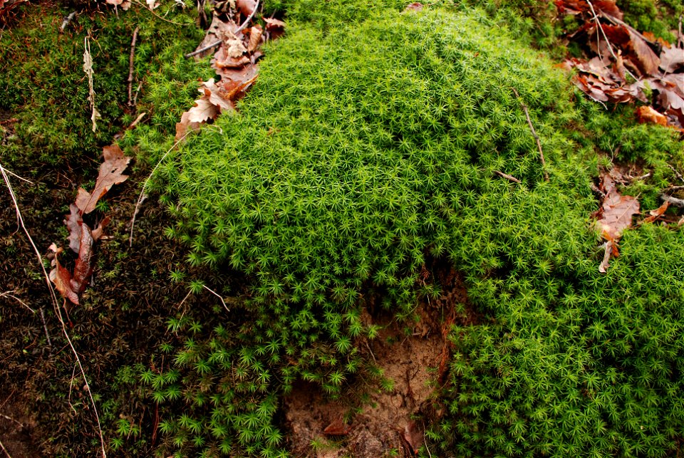Polytrichum formosum