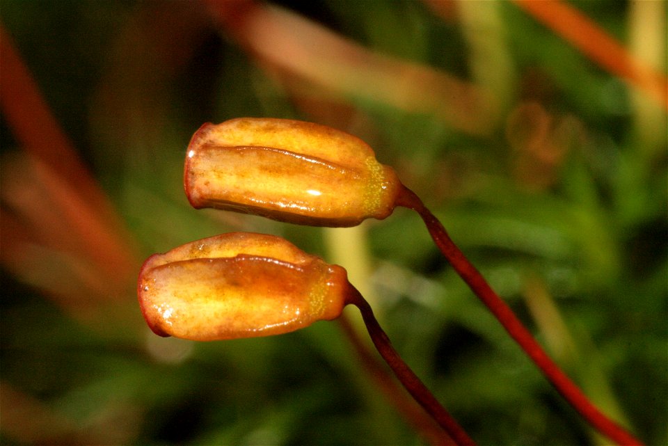 Polytrichum formosum