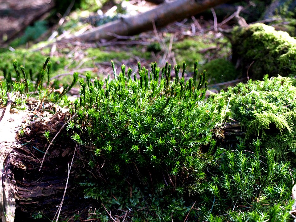Moss in the local forest in Cloppenburg, Germany.