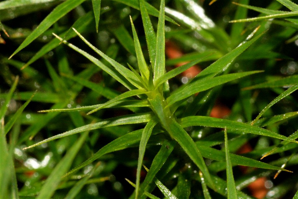 Polytrichum formosum
