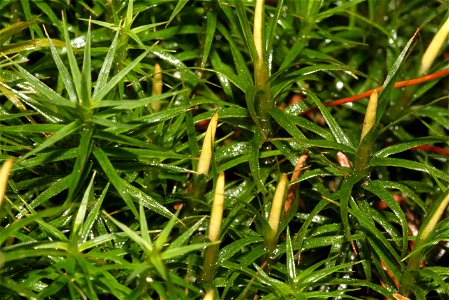Polytrichum formosum