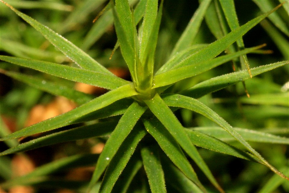 Polytrichum formosum