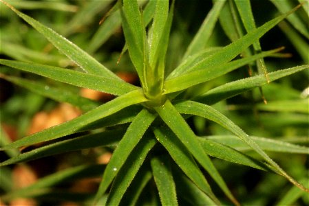 Polytrichum formosum