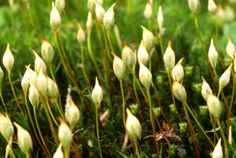 Polytrichum formosum