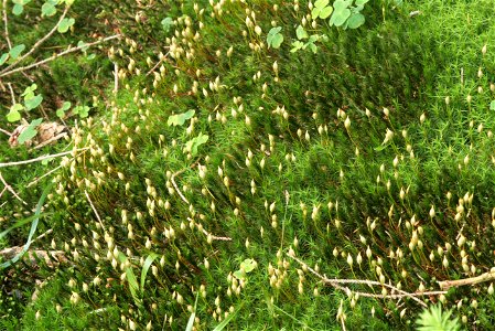 Polytrichum formosum