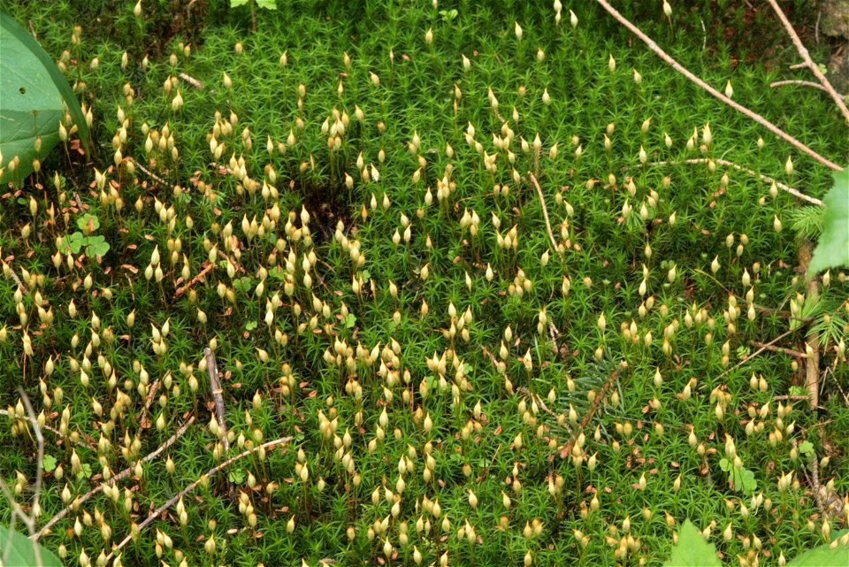 Polytrichum formosum