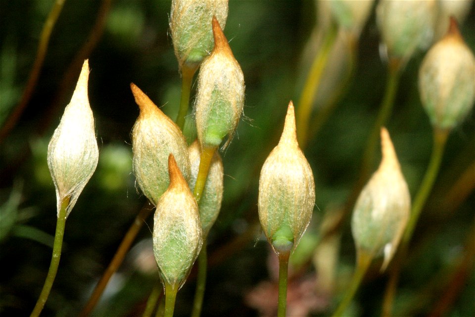 Polytrichum formosum