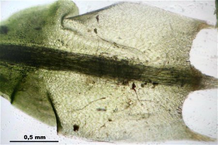 Polytrichum formosum