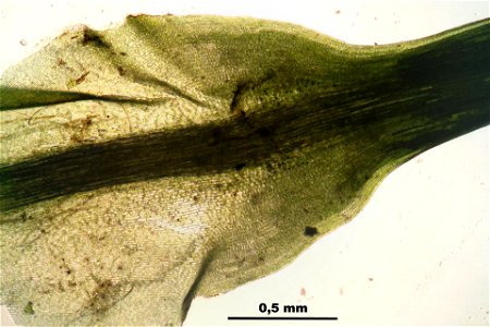 Polytrichum formosum