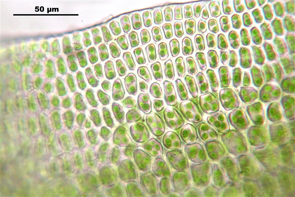 Polytrichum formosum