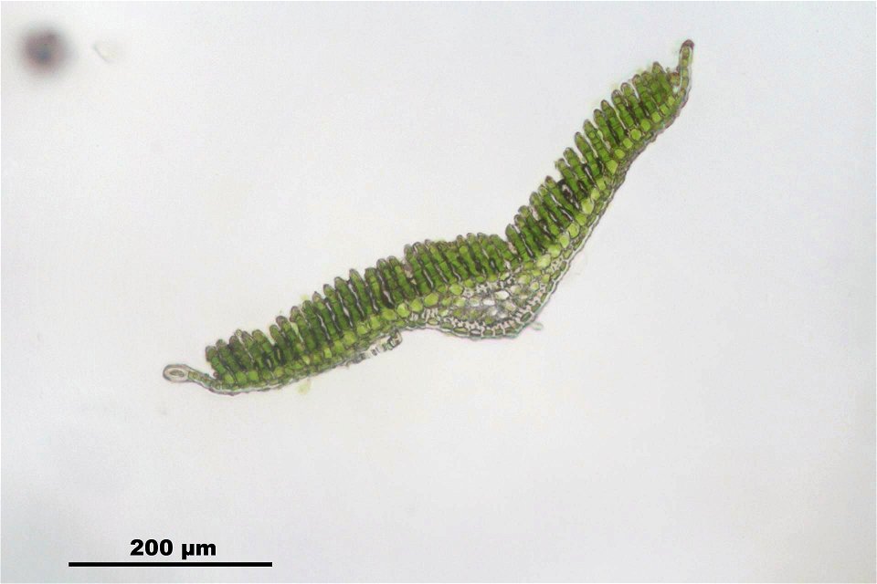 Polytrichum formosum