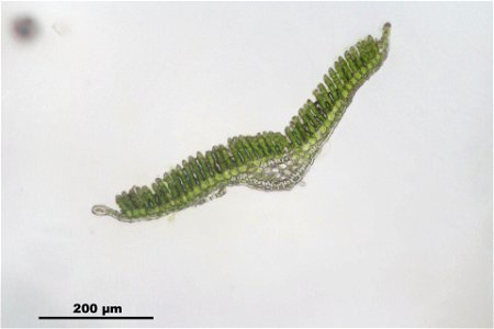 Polytrichum formosum