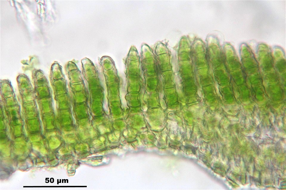 Polytrichum formosum