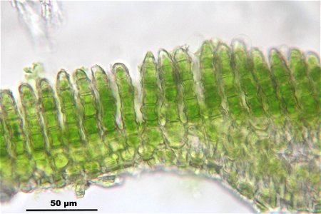 Polytrichum formosum