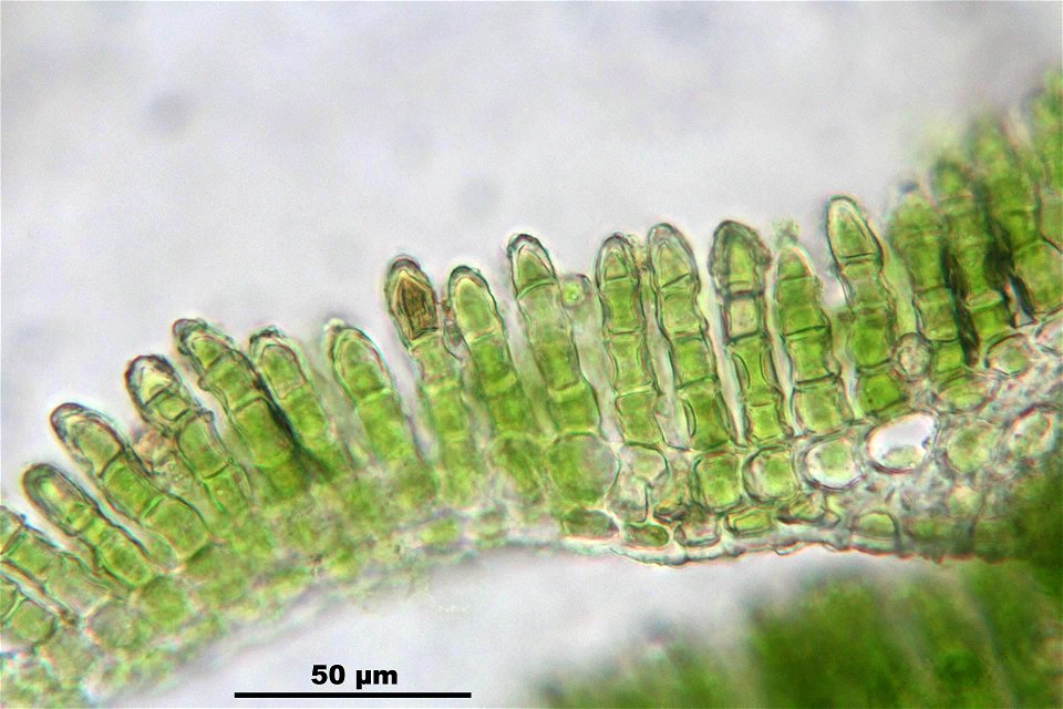 Polytrichum formosum