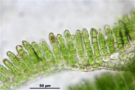 Polytrichum formosum