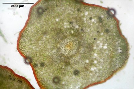 Polytrichum formosum
