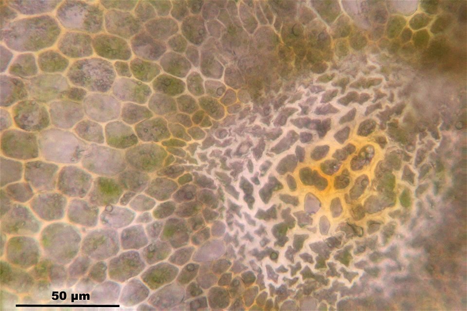 Polytrichum formosum