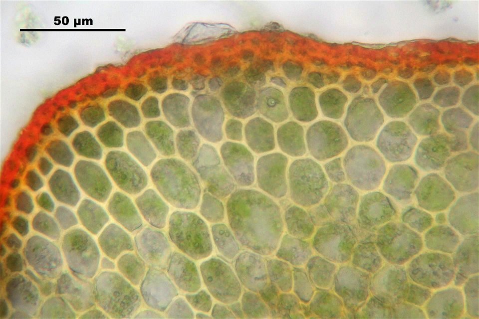 Polytrichum formosum