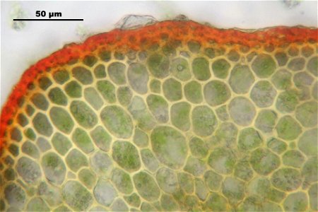 Polytrichum formosum