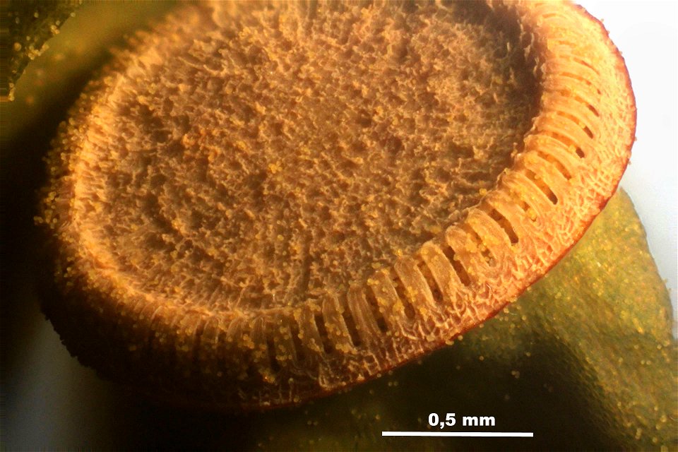 Polytrichum formosum